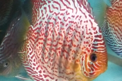 Ruby Red Confetti Discus