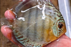 Green Tefe Discus