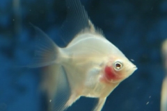 White-Blushing-Angelfish