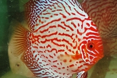 White-Fire-Discus-Fish