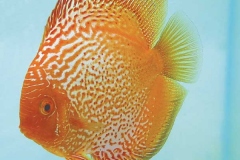 Yellow-Dragon-Discus