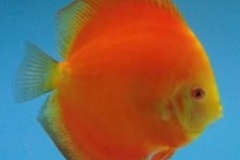 Yellow-Faced-Red-Melon-Discus
