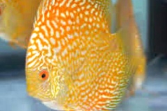 Yellow-Mosaic-Dragon-Discus