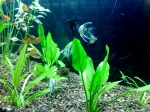 angelfish-tank-kathleen-jacobson-b625dc3694c47d915c421772da561378ad197f87