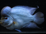 david-timmons-brilliant-blue-flowerhorn-eb88d4e7c7c8add81aa18afd15d98a8115904188