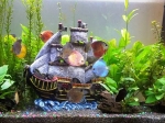 demaris-gonzalez-aquarium-picture