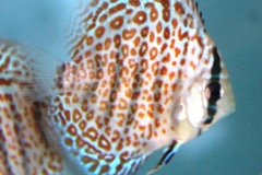 Ring-Leopard_Discus