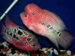 showcase-red-cherry-flowerhorn-7e2423267bde2abacd0a1a09dc7cc2be4e5b7f53