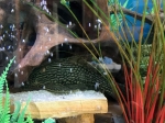 watermelon-pleco-304ec9ce793cf48f062a75597763ccdddd0cb0b0