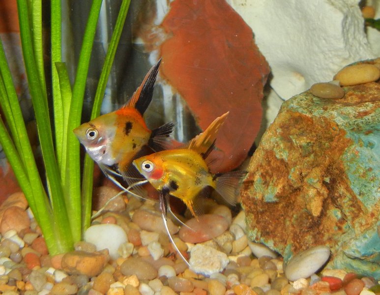 Two Angelfish By Christina Voss