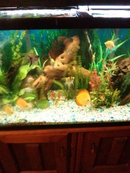 My 90 gallon Discus and Angel tank by Billy Robbins