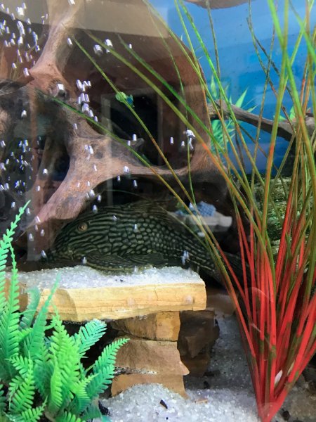 Watermelon Pleco - Picture by Doug Martin