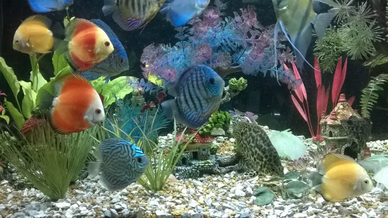 Discus Friends by Ernest Crockett